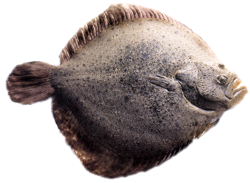 turbot definition What is